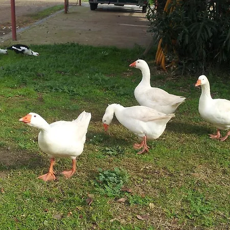 Santa Igia - 3* Elmas